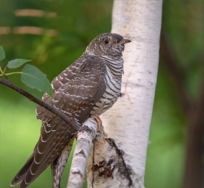 Малая Кукушка