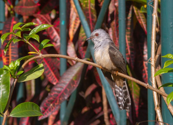 Канадская Кукушка