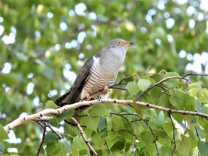 Фиолетовый короткохвостый скворец