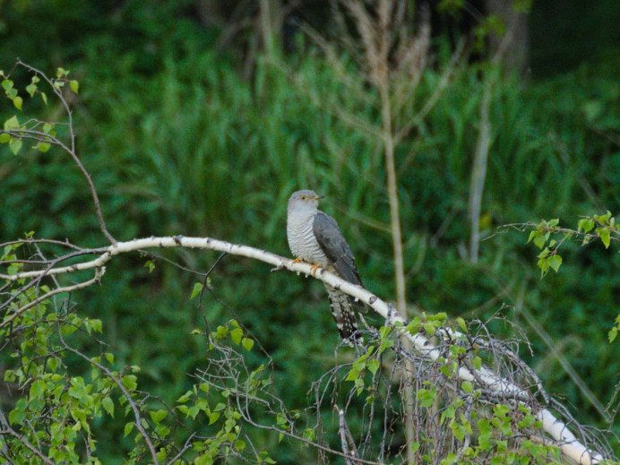 Кукушка размер