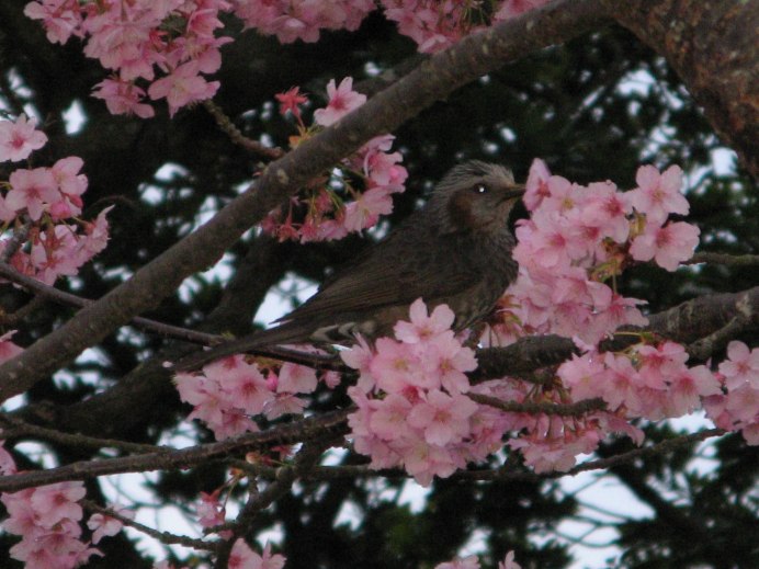 Кукушка Сибирская