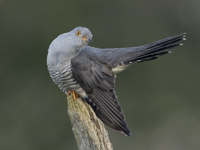 Обыкновенная Кукушка