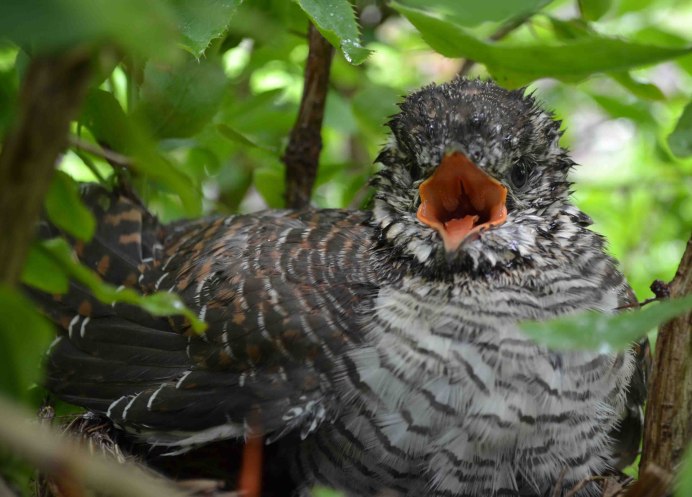 Cuculus canorus горихвостка