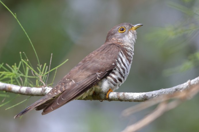 Кукушка Крымская