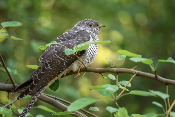 Chrysococcyx xanthorhynchus
