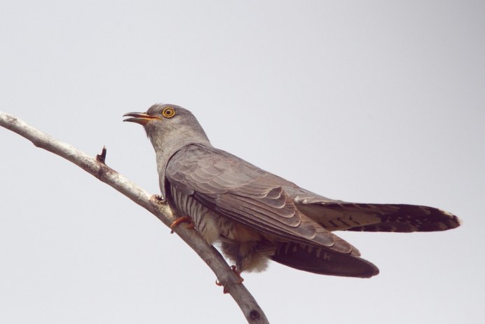 Угуйсу японский Соловей