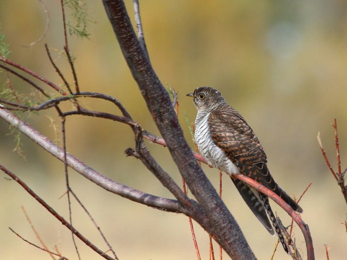 Аметистовый скворец