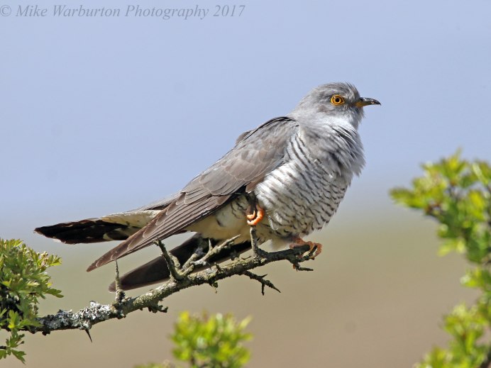 Кукушка Cuckoo