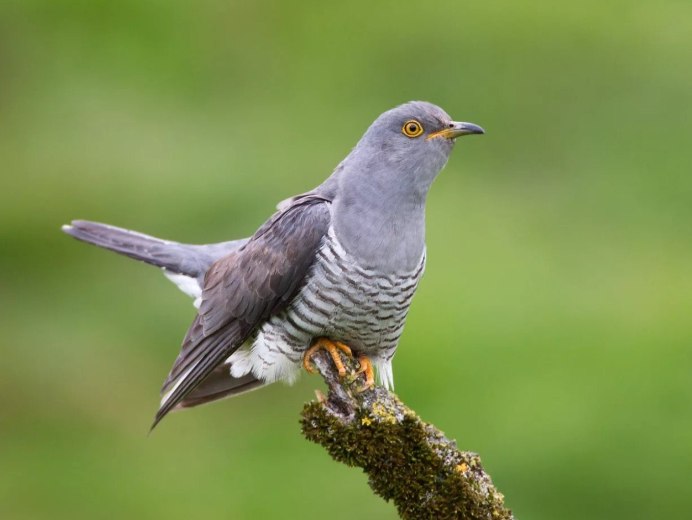 Обыкновенная Кукушка