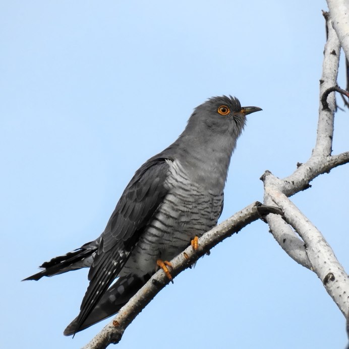 Обыкновенная Кукушка питание