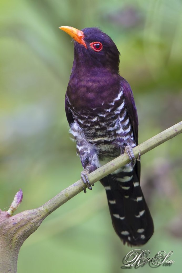 Пшелты в кукушке