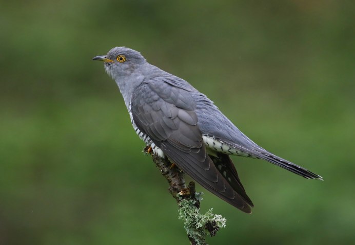 Фото кукушки цвета