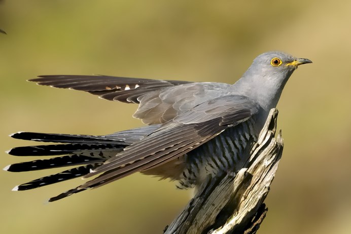 Кукушка без фона