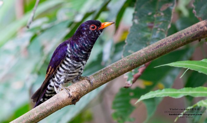 Кукушка Карелия