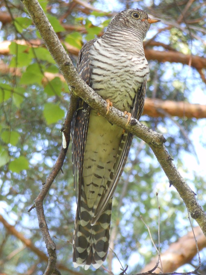Кукушка Кубанская птица