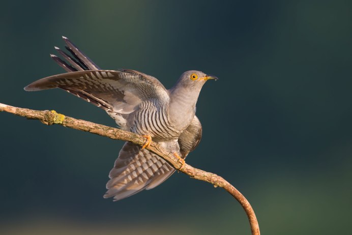 Кукушка на белом фоне