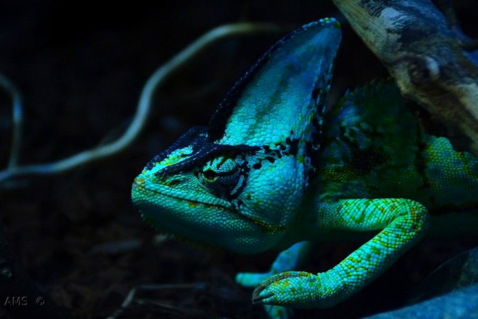 Хамелеон йеменскийveiled Chameleon