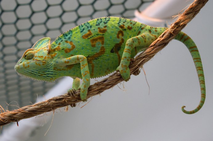 Хамелеон йеменскийveiled Chameleon