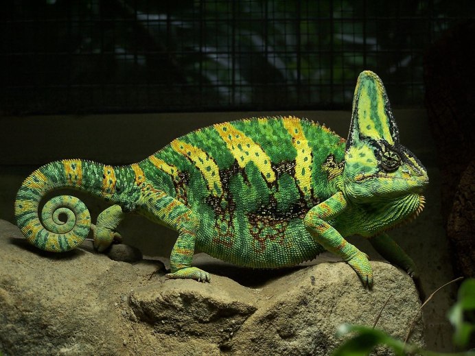 Хамелеон йеменскийveiled Chameleon