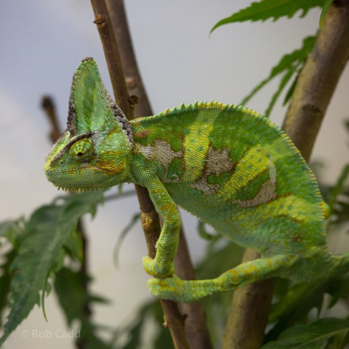 Chamaeleo calyptratus