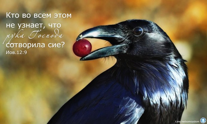 Абиссинский рогатый ворон