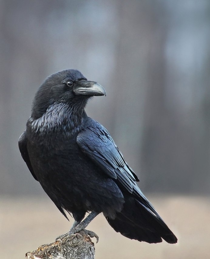 Корвус ворон