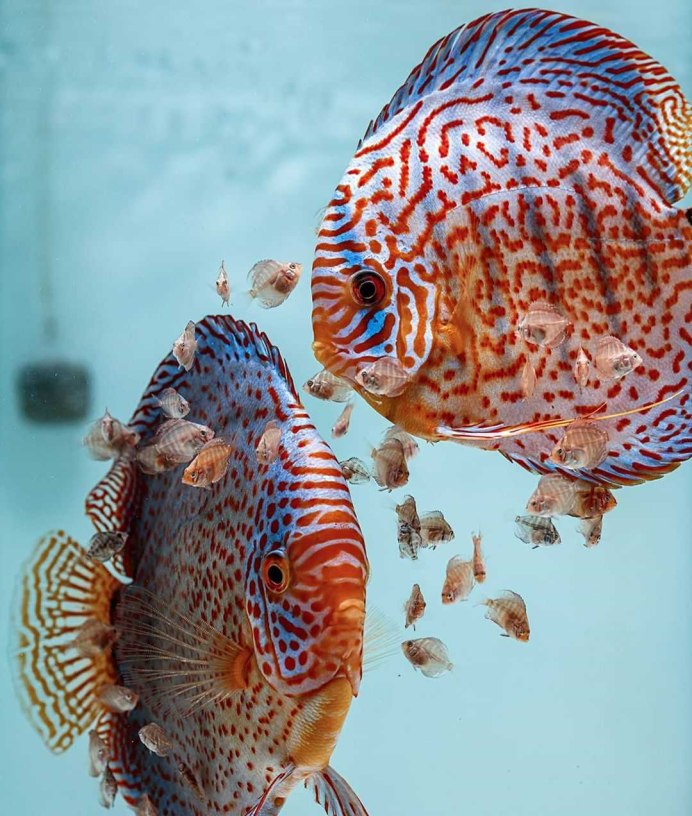 Умные рыбы аквариумные