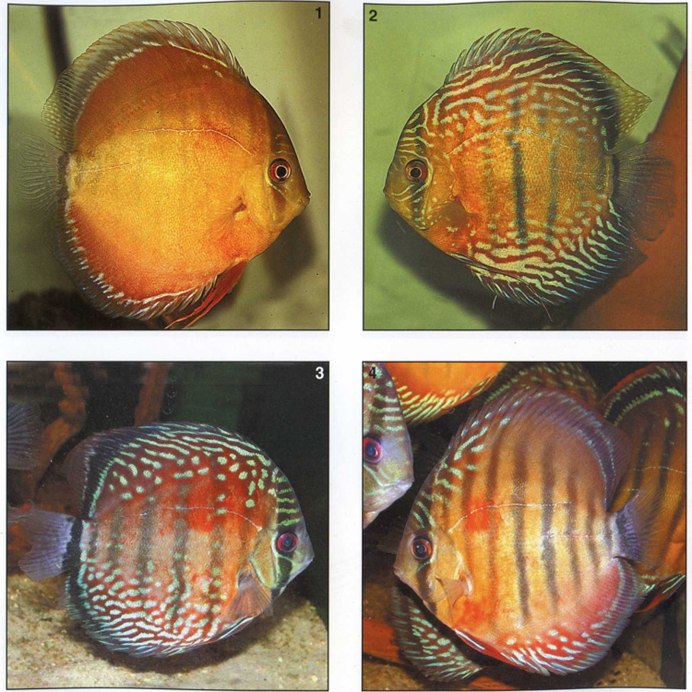 Дискус "Аленкер красный" (Symphysodon aequifasciatus var.)