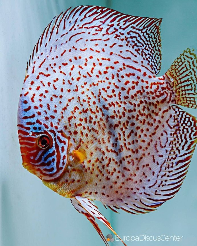 Дискус красно черный