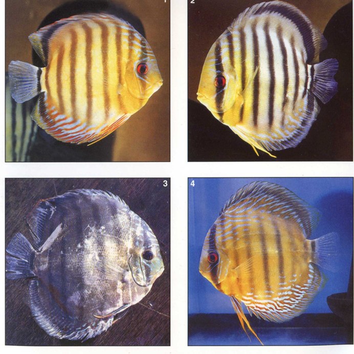 Дискус Аленкер коричневый