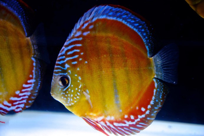 Дискус красный туркис