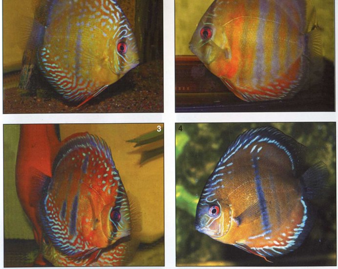 Red Ghost рыбка Дискус