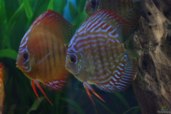 Дискус Братиславская