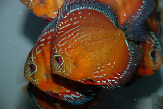 Как определить самца и самку у дискусов