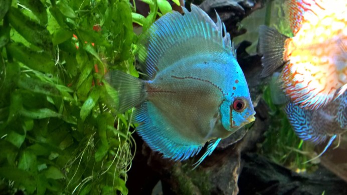 Дискус зеленый