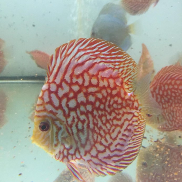 Дискус "Golden White Butterfly" (Symphysodon