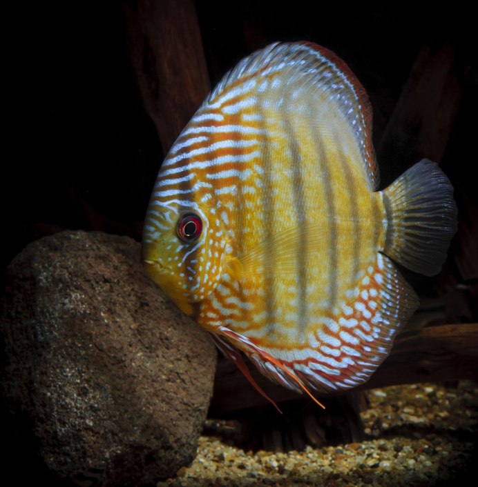 Дискусы Аленкер