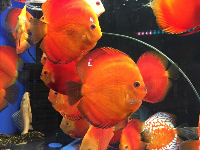 Яйцеклад у дискусов