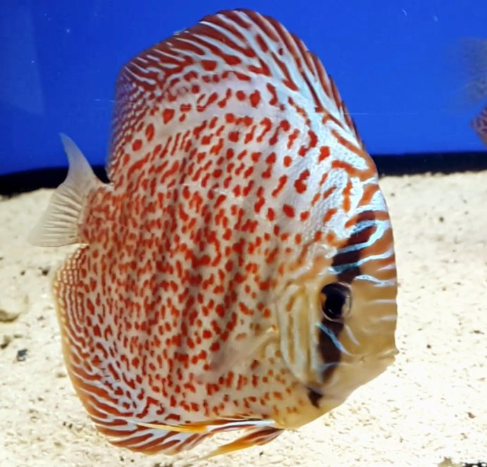 Дискус Аленкер коричневый