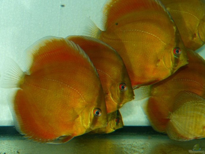 Дискус Red Cover