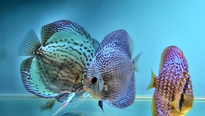 Дискус разводня