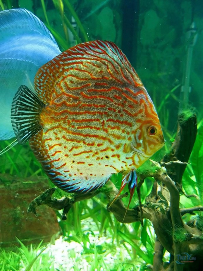 Turquoise rouge Дискус