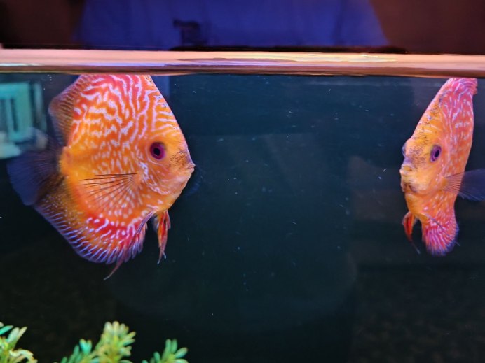 Туркис леопард