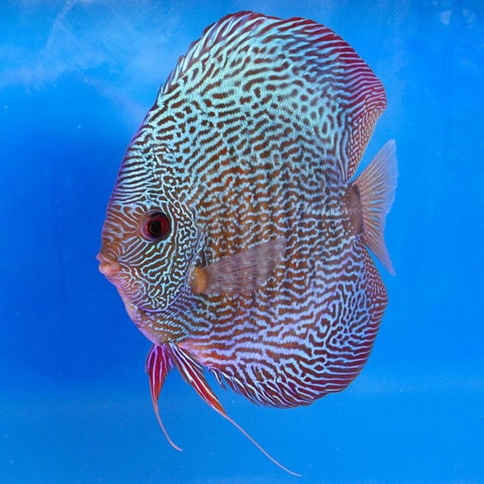 Дискус рыбка аквариумная