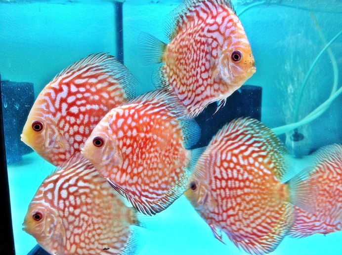 Дискус Аленкер 4 месяца