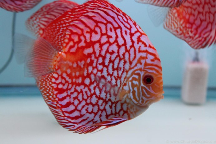 Дискус змеиная кожа