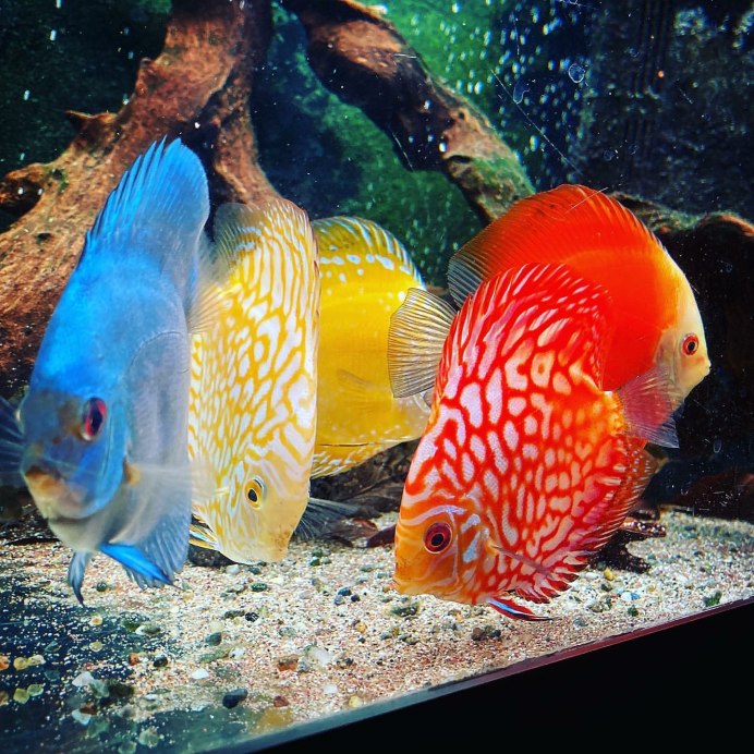 Дискус мандарин