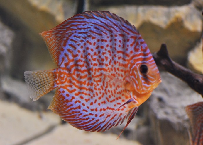 Дискус - красный Алмаз