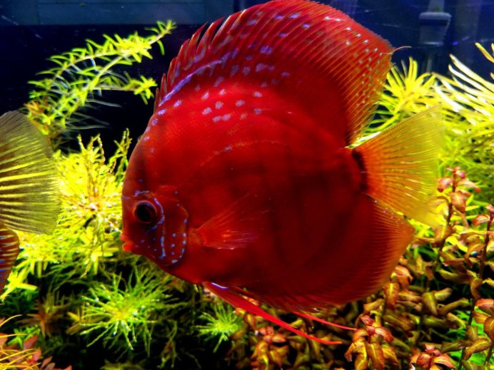 Ложный Дискус северум