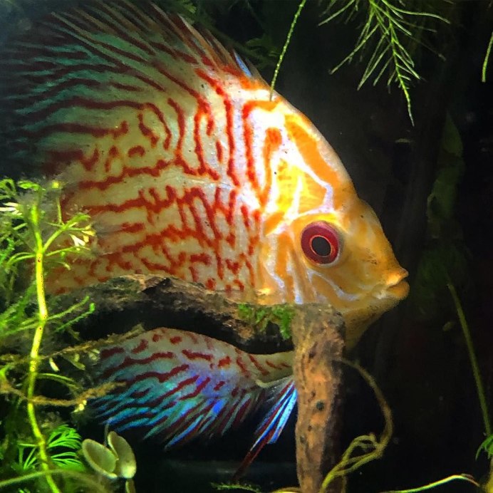 Symphysodon aequifasciatus